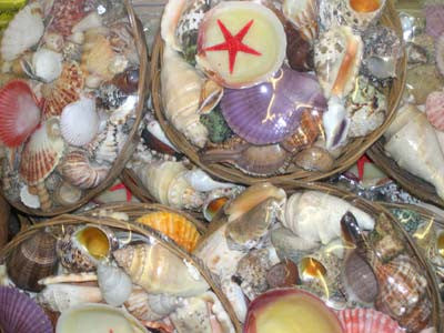 Shell Basket & Assorted Shells