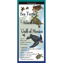 Load image into Gallery viewer, Earth Sky &amp; Water Pamphlets, Sea Shells &amp; Sea Turtles
