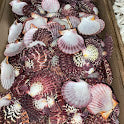 Load image into Gallery viewer, Shell Basket &amp; Assorted Shells
