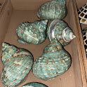 Load image into Gallery viewer, Shell Basket &amp; Assorted Shells

