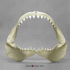 Shark Jaws Various